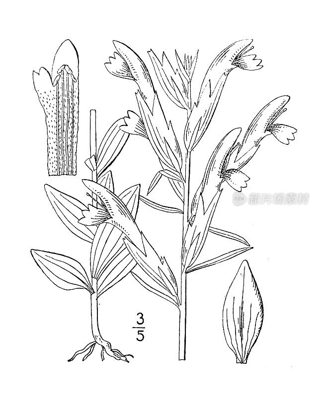 古植物学植物插图:Schwalbea Americana, Chaffseed